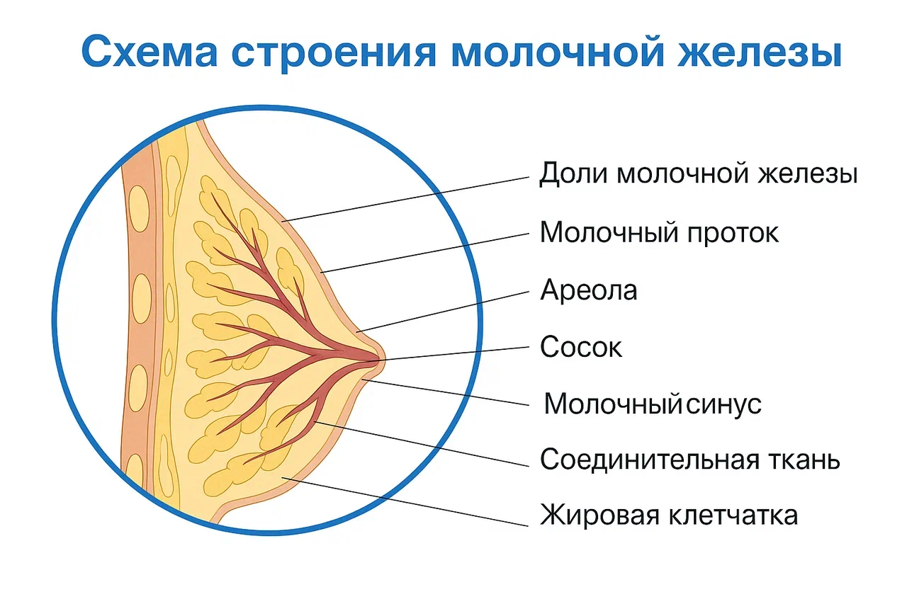 Анатомия женской груди Анатомия женской груди