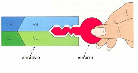 Серологический анализ крови