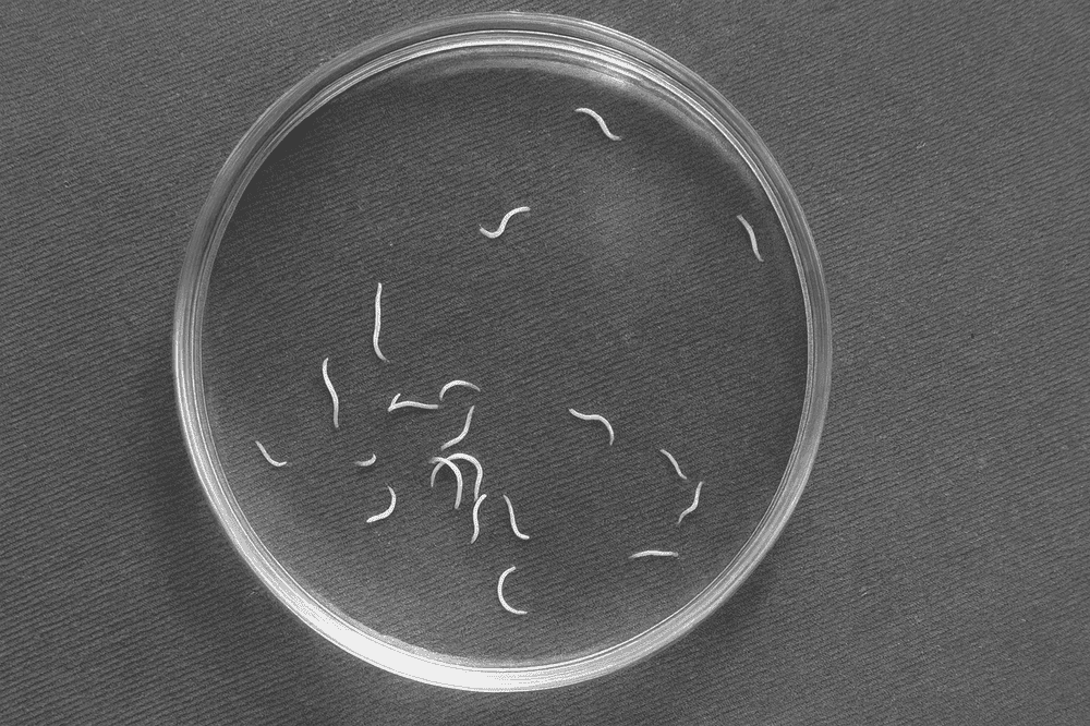 Что такое энтеробиоз